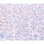 Anti-DUT Antibody from Bioworld Technology (BS7738) - Antibodies.com