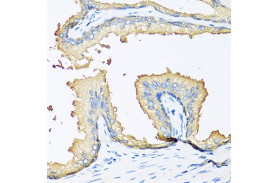 Anti-NOV Antibody from Bioworld Technology (BS7748) - Antibodies.com