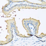 Anti-NOV Antibody from Bioworld Technology (BS7748) - Antibodies.com