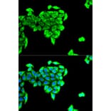 Anti-BAIAP2 Antibody from Bioworld Technology (BS7752) - Antibodies.com