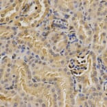 Anti-PSMD9 Antibody from Bioworld Technology (BS7754) - Antibodies.com