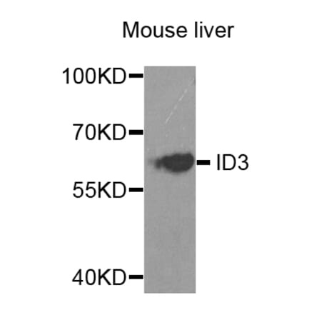 Anti-ID3 Antibody from Bioworld Technology (BS7756) - Antibodies.com