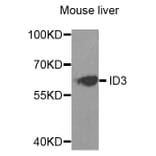 Anti-ID3 Antibody from Bioworld Technology (BS7756) - Antibodies.com