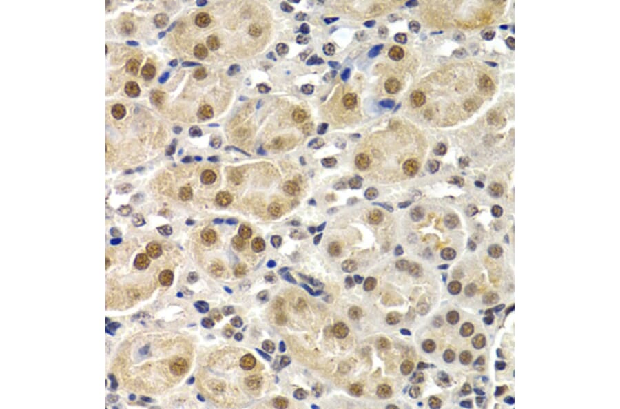 Anti-ID3 Antibody from Bioworld Technology (BS7756) - Antibodies.com