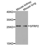 Anti-SFRP2 Antibody from Bioworld Technology (BS7759) - Antibodies.com