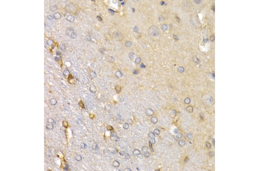 Anti-SFRP2 Antibody from Bioworld Technology (BS7759) - Antibodies.com