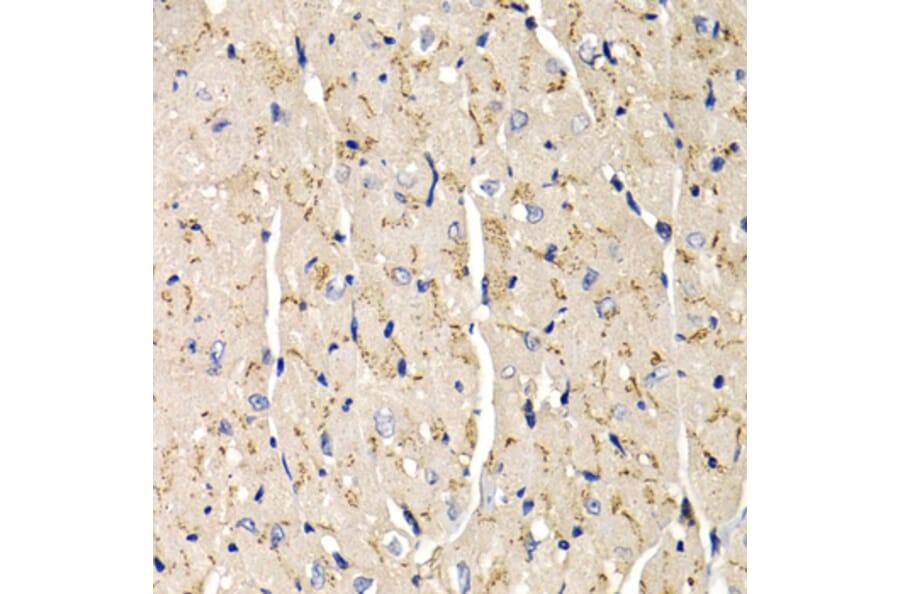 Anti-SFRP2 Antibody from Bioworld Technology (BS7759) - Antibodies.com
