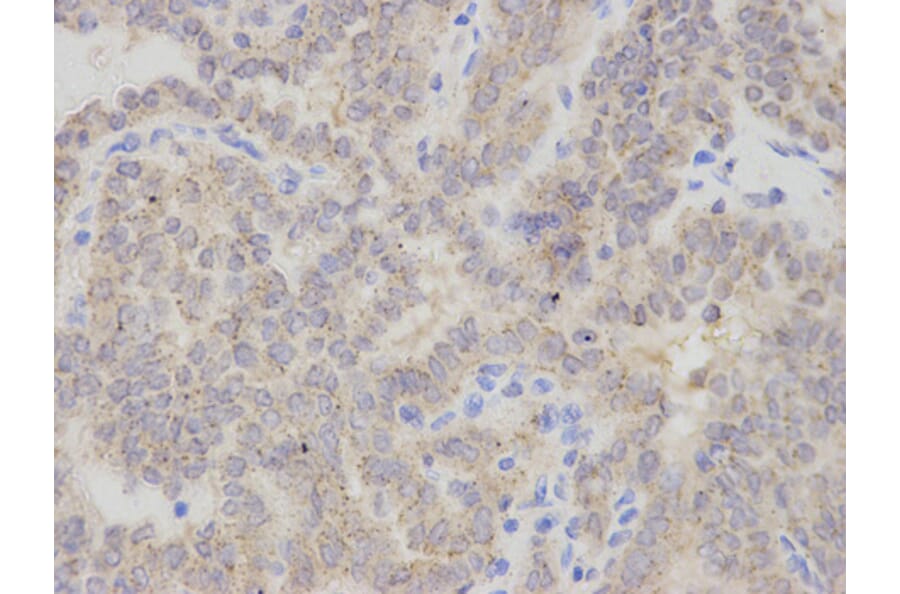 Anti-CHMP2B Antibody from Bioworld Technology (BS7767) - Antibodies.com