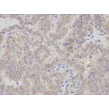 Anti-CHMP2B Antibody from Bioworld Technology (BS7767) - Antibodies.com
