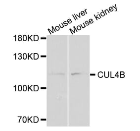 Anti-CUL4B Antibody from Bioworld Technology (BS7768) - Antibodies.com