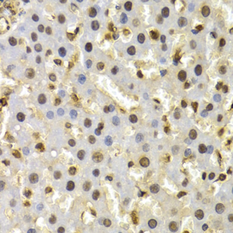 Anti-CUL4B Antibody from Bioworld Technology (BS7768) - Antibodies.com