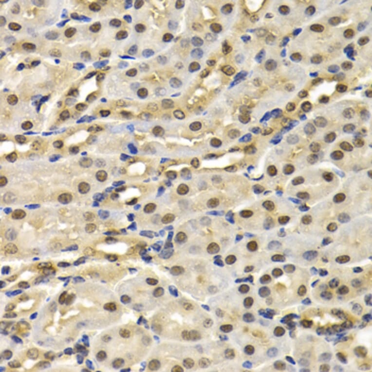 Anti-CUL4B Antibody from Bioworld Technology (BS7768) - Antibodies.com