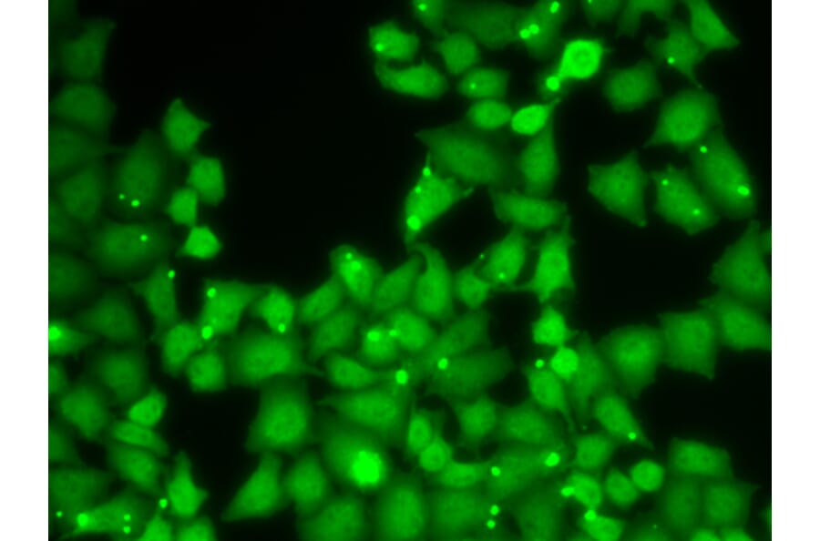 Anti-EIF3E Antibody from Bioworld Technology (BS7779) - Antibodies.com