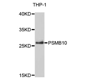 Anti-PSMB10 Antibody from Bioworld Technology (BS7781) - Antibodies.com