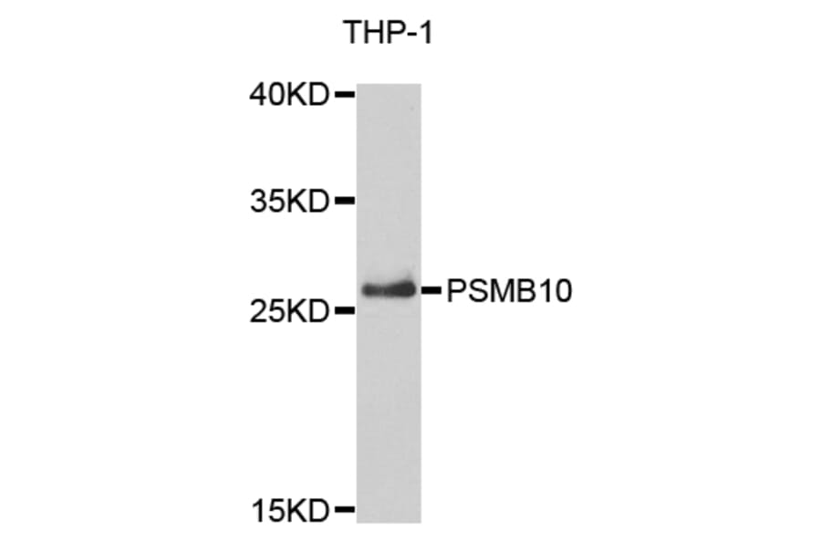 Anti-PSMB10 Antibody from Bioworld Technology (BS7781) - Antibodies.com