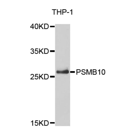 Anti-PSMB10 Antibody from Bioworld Technology (BS7781) - Antibodies.com