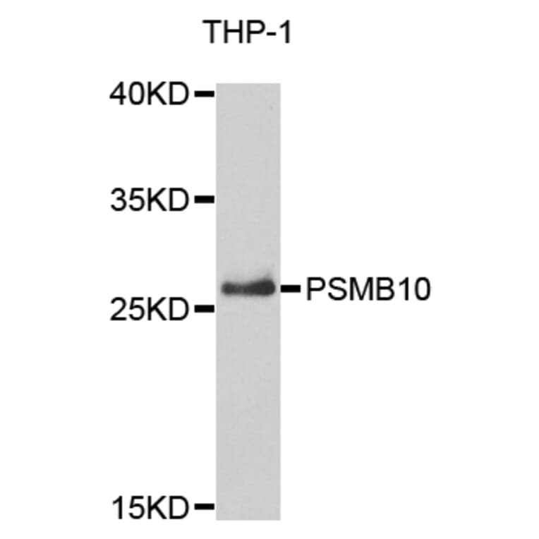 Anti-PSMB10 Antibody from Bioworld Technology (BS7781) - Antibodies.com