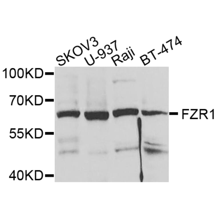 Anti-FZR1 Antibody from Bioworld Technology (BS7791) - Antibodies.com