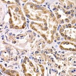 Anti-FZR1 Antibody from Bioworld Technology (BS7791) - Antibodies.com