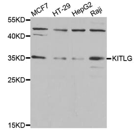 Anti-KITLG Antibody from Bioworld Technology (BS7803) - Antibodies.com