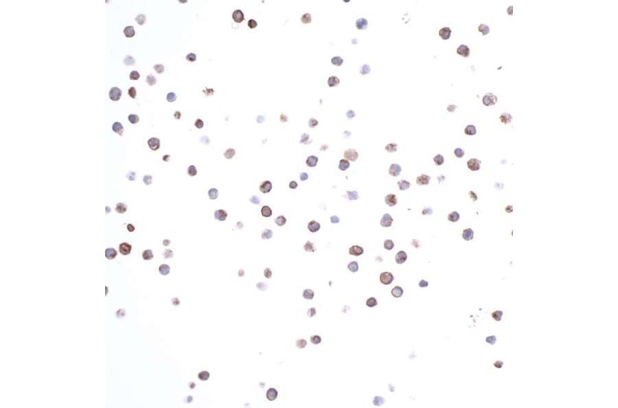 Immunocytochemistry - Anti-CD74 Antibody [LN2] (A300657) - Antibodies.com