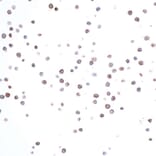 Immunocytochemistry - Anti-CD74 Antibody [LN2] (A300657) - Antibodies.com