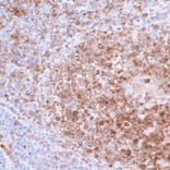 Immunohistochemistry - Anti-CD74 Antibody [LN2] (A300657) - Antibodies.com