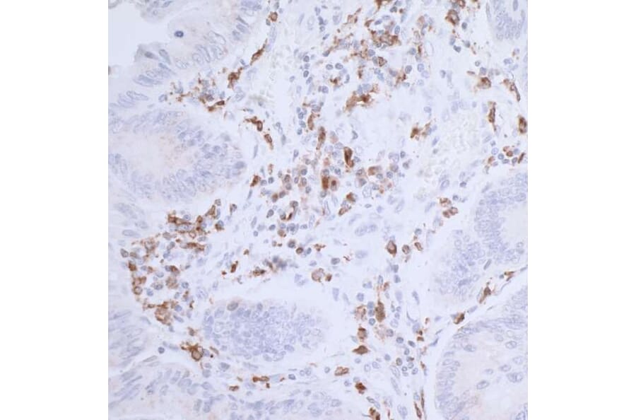 Immunohistochemistry - Anti-CD74 Antibody [LN2] (A300657) - Antibodies.com