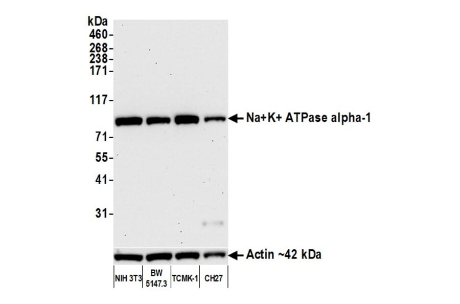 Western Blot - Anti-ATP1A1 Antibody [464.6] (A300665) - Antibodies.com