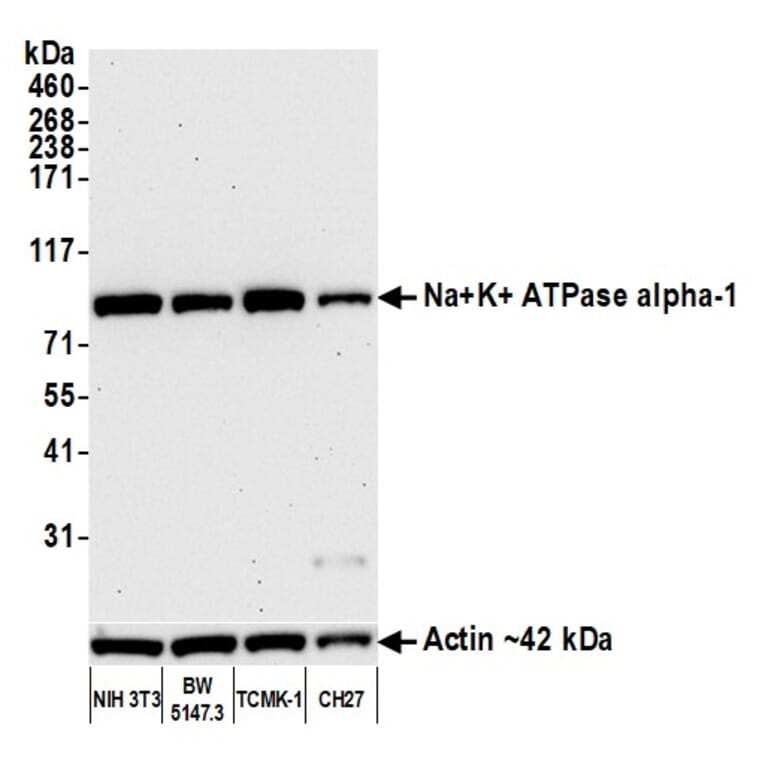 Western Blot - Anti-ATP1A1 Antibody [464.6] (A300665) - Antibodies.com