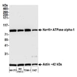 Western Blot - Anti-ATP1A1 Antibody [464.6] (A300665) - Antibodies.com