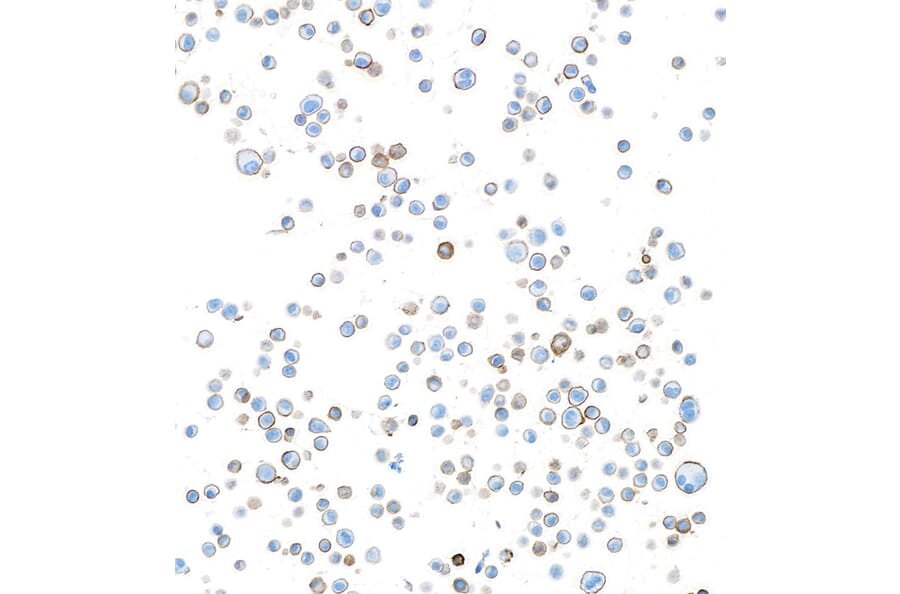Immunohistochemistry - Anti-ATP1A1 Antibody [464.6] (A300665) - Antibodies.com