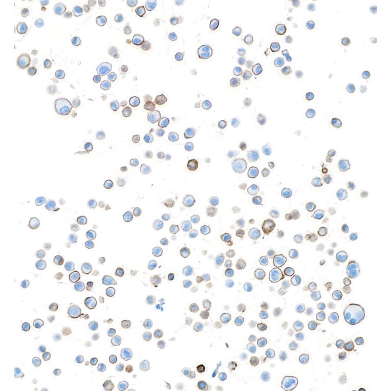Immunohistochemistry - Anti-ATP1A1 Antibody [464.6] (A300665) - Antibodies.com