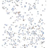 Immunohistochemistry - Anti-ATP1A1 Antibody [464.6] (A300665) - Antibodies.com