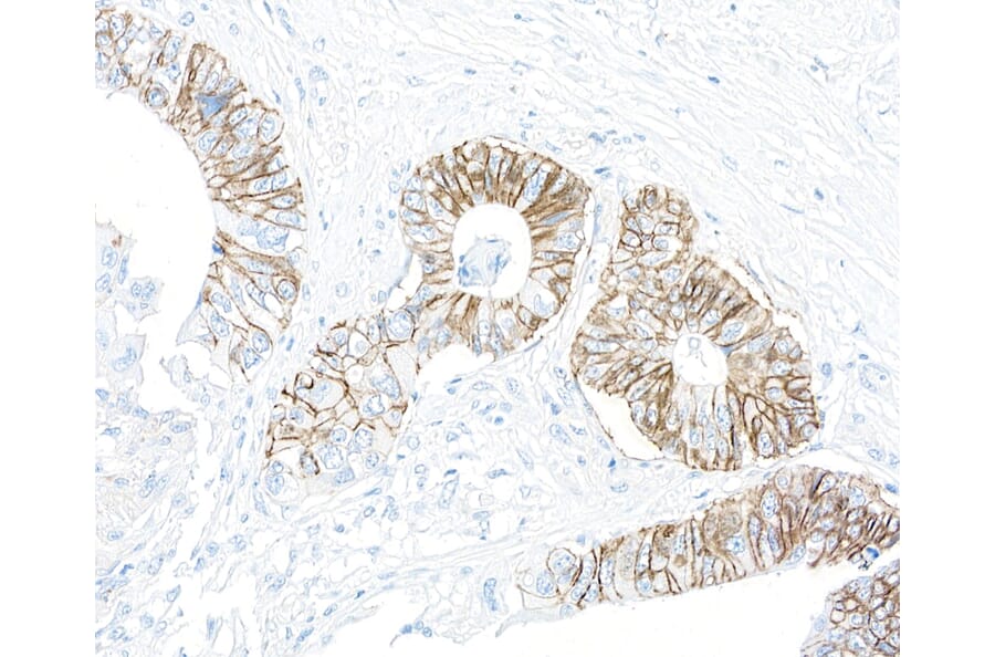 Immunohistochemistry - Anti-ATP1A1 Antibody [464.6] (A300665) - Antibodies.com