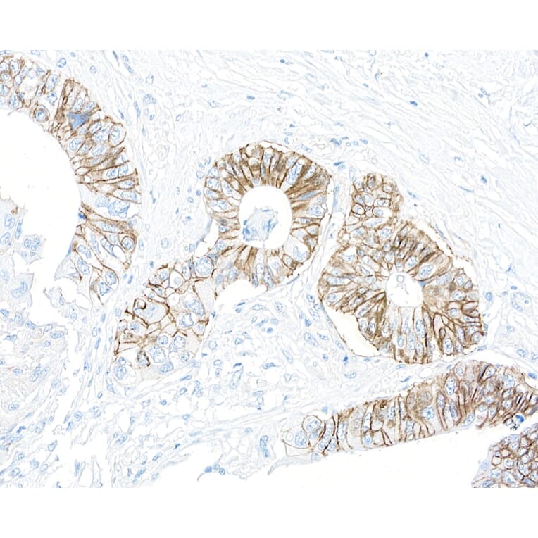 Immunohistochemistry - Anti-ATP1A1 Antibody [464.6] (A300665) - Antibodies.com