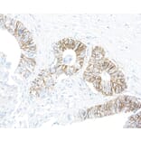 Immunohistochemistry - Anti-ATP1A1 Antibody [464.6] (A300665) - Antibodies.com