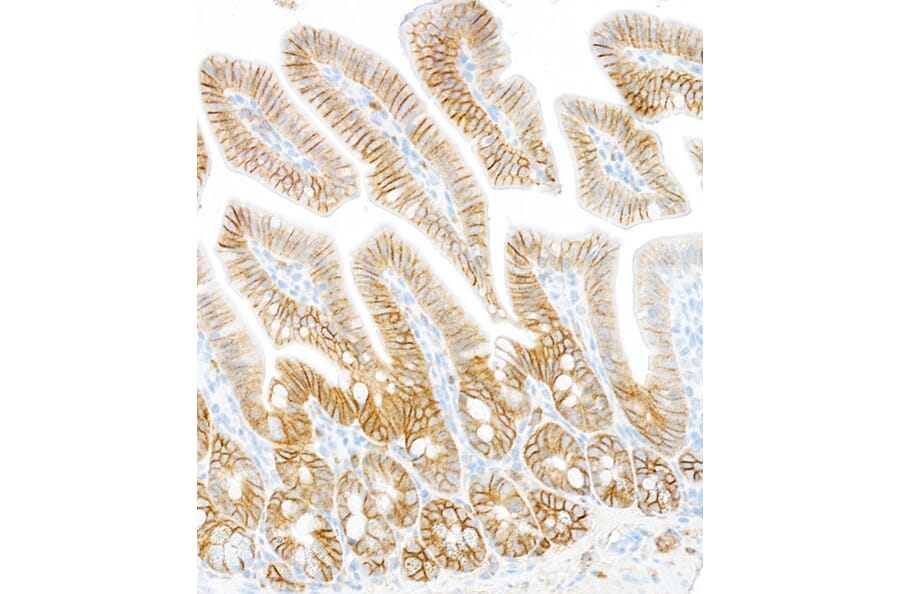 Immunohistochemistry - Anti-ATP1A1 Antibody [464.6] (A300665) - Antibodies.com