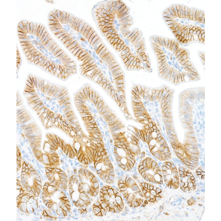 Immunohistochemistry - Anti-ATP1A1 Antibody [464.6] (A300665) - Antibodies.com