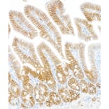 Immunohistochemistry - Anti-ATP1A1 Antibody [464.6] (A300665) - Antibodies.com