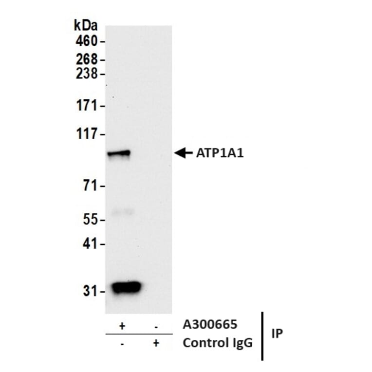 Immunoprecipitation - Anti-ATP1A1 Antibody [464.6] (A300665) - Antibodies.com