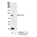 Immunoprecipitation - Anti-ATP1A1 Antibody [464.6] (A300665) - Antibodies.com