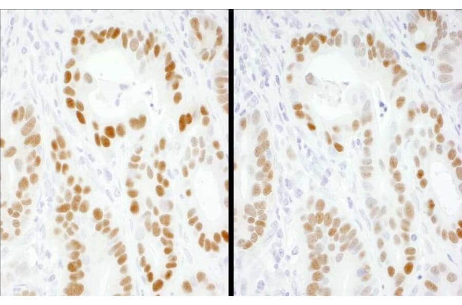 Immunohistochemistry - Goat Anti-Mouse IgG H&L Antibody (HRP) (A301445) - Antibodies.com