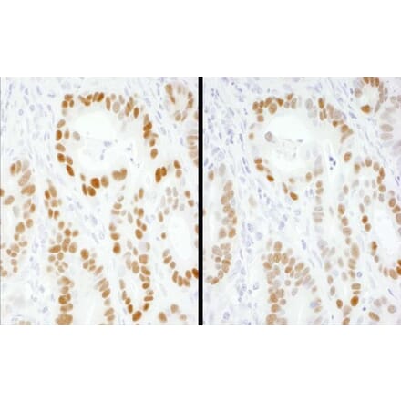 Immunohistochemistry - Goat Anti-Mouse IgG H&L Antibody (HRP) (A301445) - Antibodies.com