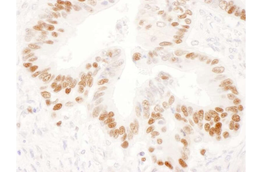 Immunohistochemistry - Rabbit Anti-Mouse IgG H&L Antibody (HRP) (A301453) - Antibodies.com