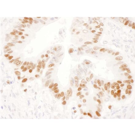 Immunohistochemistry - Rabbit Anti-Mouse IgG H&L Antibody (HRP) (A301453) - Antibodies.com