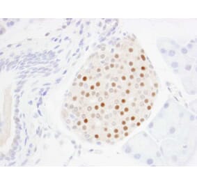 Immunohistochemistry - Anti-MafA Antibody (A302044) - Antibodies.com