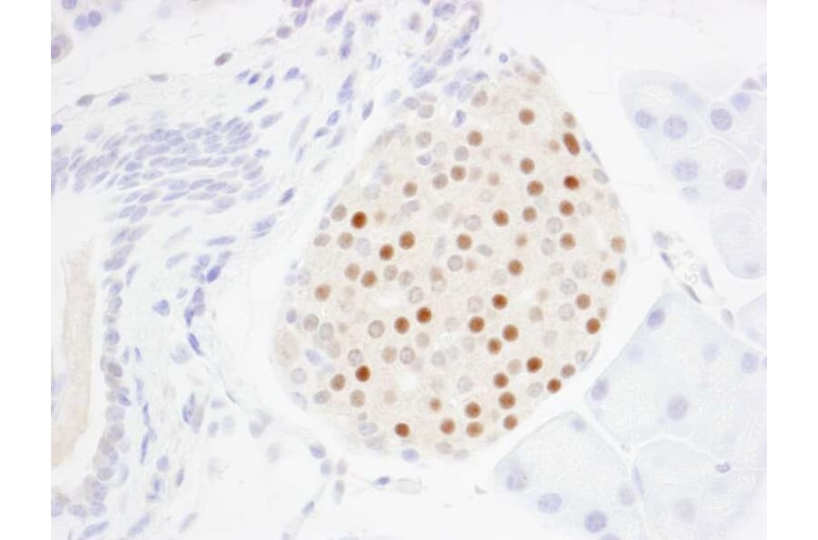 Immunohistochemistry - Anti-MafA Antibody (A302044) - Antibodies.com