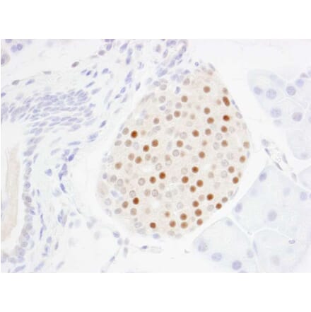 Immunohistochemistry - Anti-MafA Antibody (A302044) - Antibodies.com