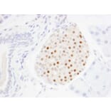 Immunohistochemistry - Anti-MafA Antibody (A302044) - Antibodies.com